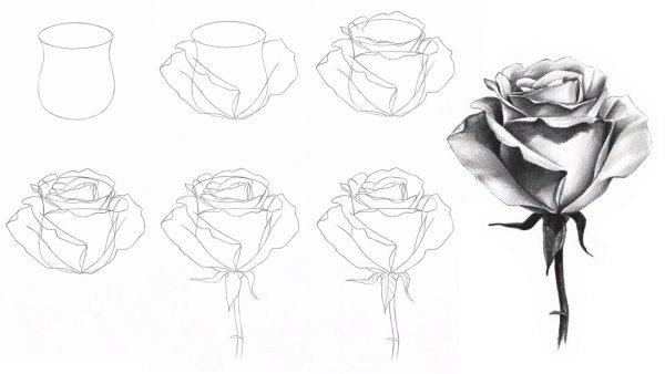 Как нарисовать белую розу