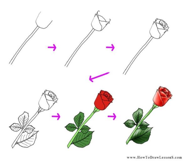 Пошаговое рисование розы для детей