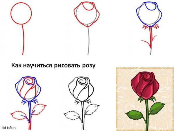 Как рисовать розу поэтапно