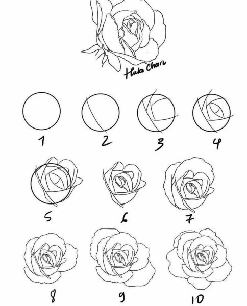 Схема рисования розы карандашом