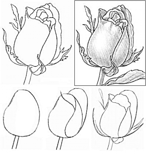 Рисование розы поэтапно