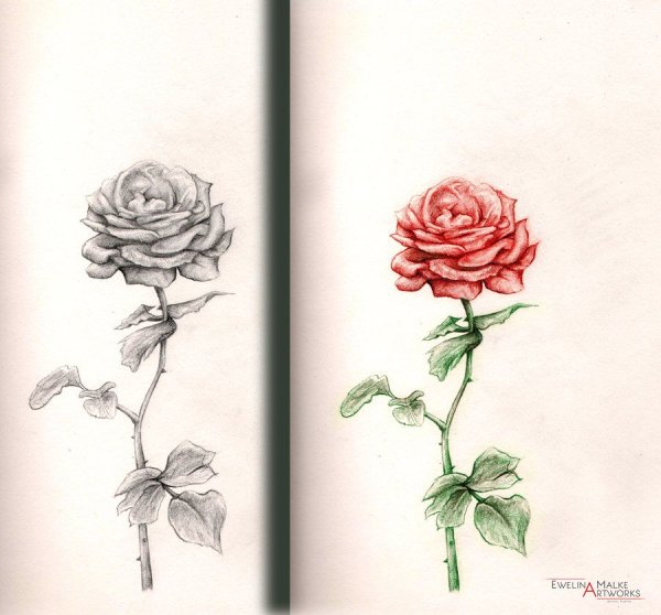 Рисунки для скетчбука розы
