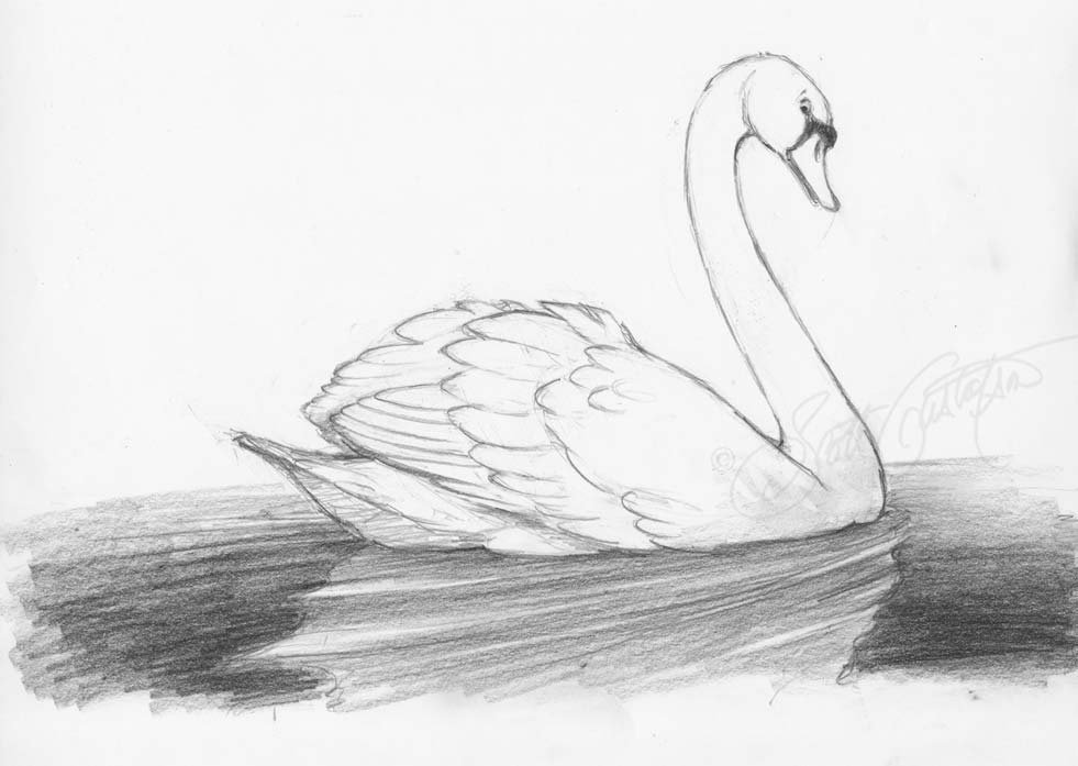 Нарисовать рисунок лебедушка. Лебедь шипун рисунок. Лебедь рисунок карандашом. Картина с лебедями карандашом. Рисунок лебедя для срисовки.