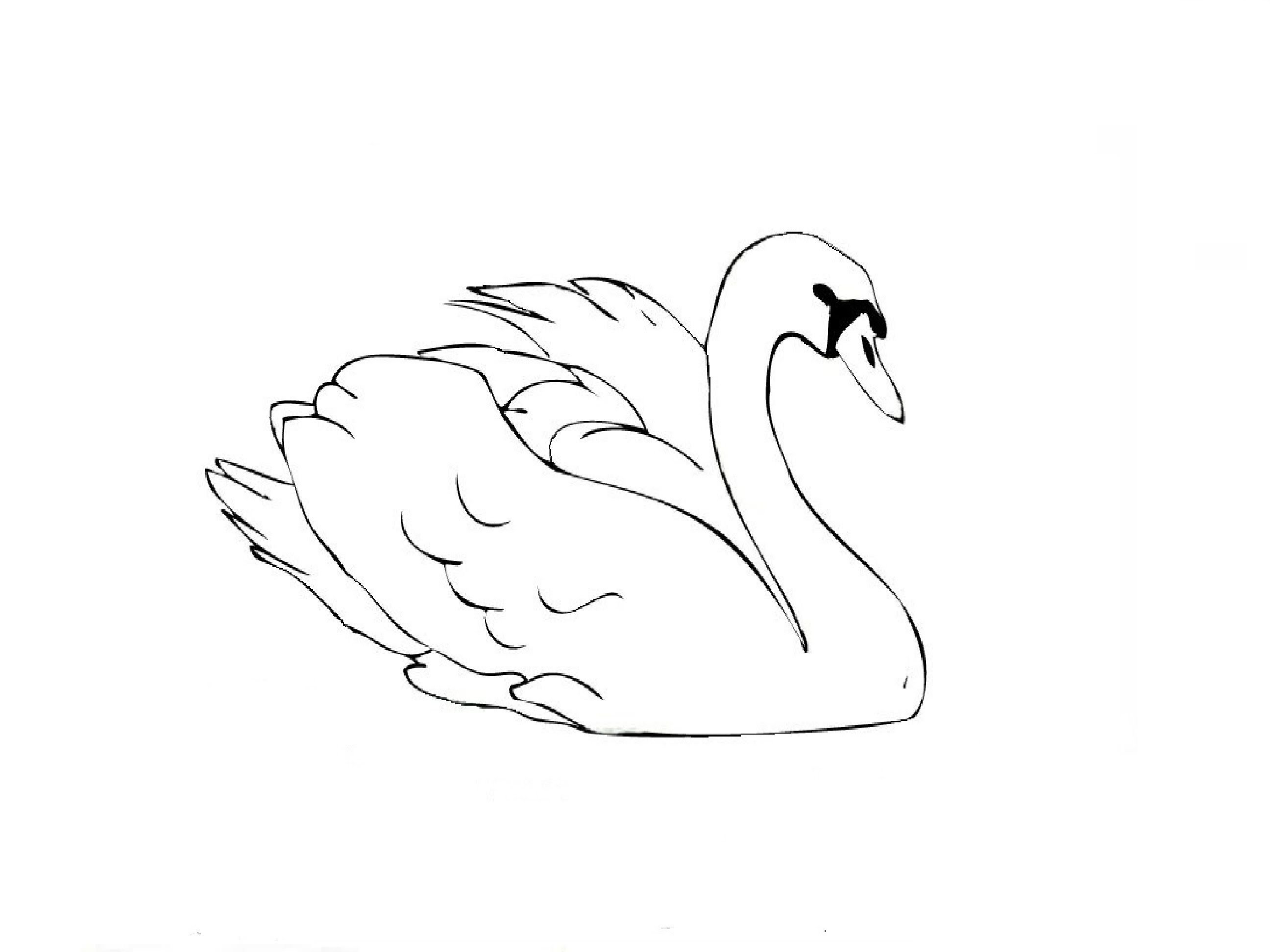 Идеи для срисовки лебедь красивый (82 фото) .