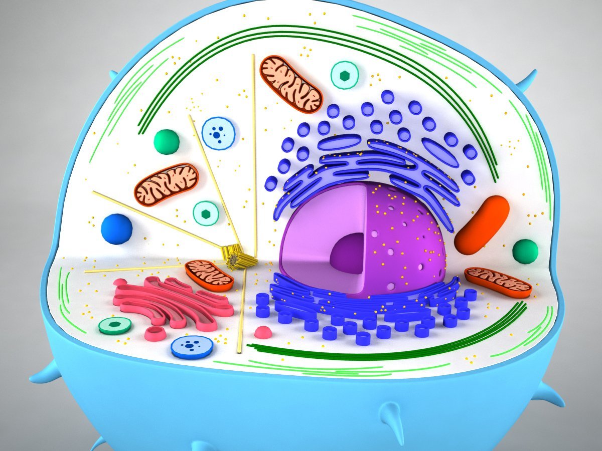 Биология из пластилина. Модель растительной клетки клетки. Трехмерная модель клетки. Модель клетки животного. Макет клетки.