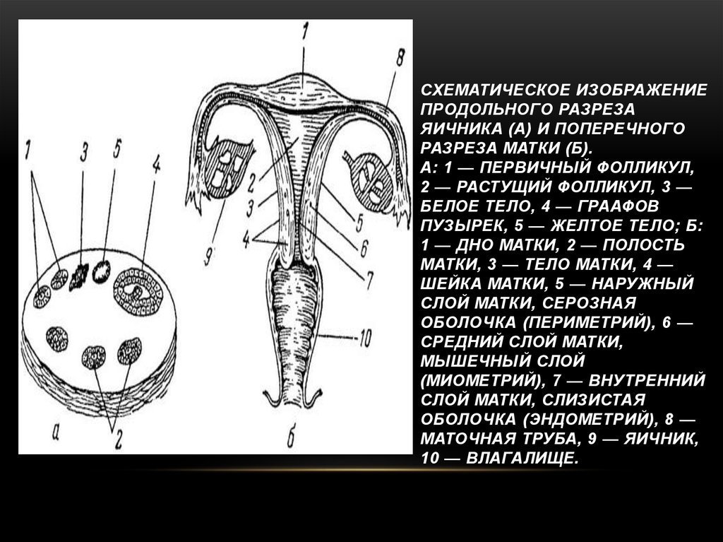 Где матка и яичники. Строение матки и труб с яичниками. Матка маточная труба яичник анатомия. Матка яичники трубы анатомия. Схематическое изображение яичника.
