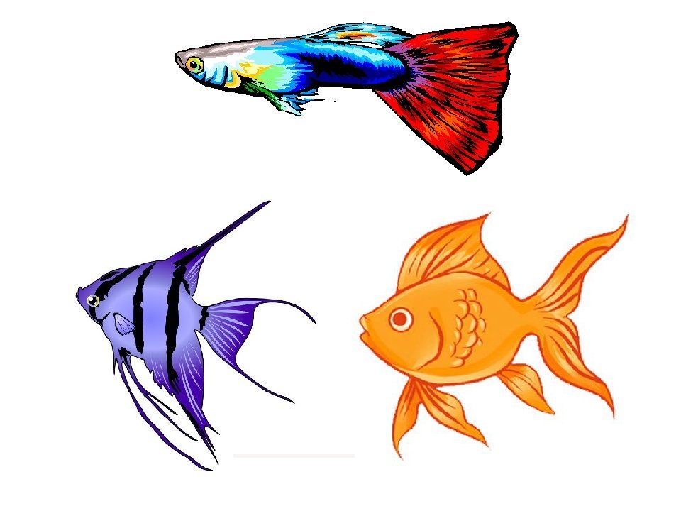 Аквариумные рыбки для дошкольников. Рыбка рисунок. Аквариумные рыбки для детей. Рыбка рисунок цветной.