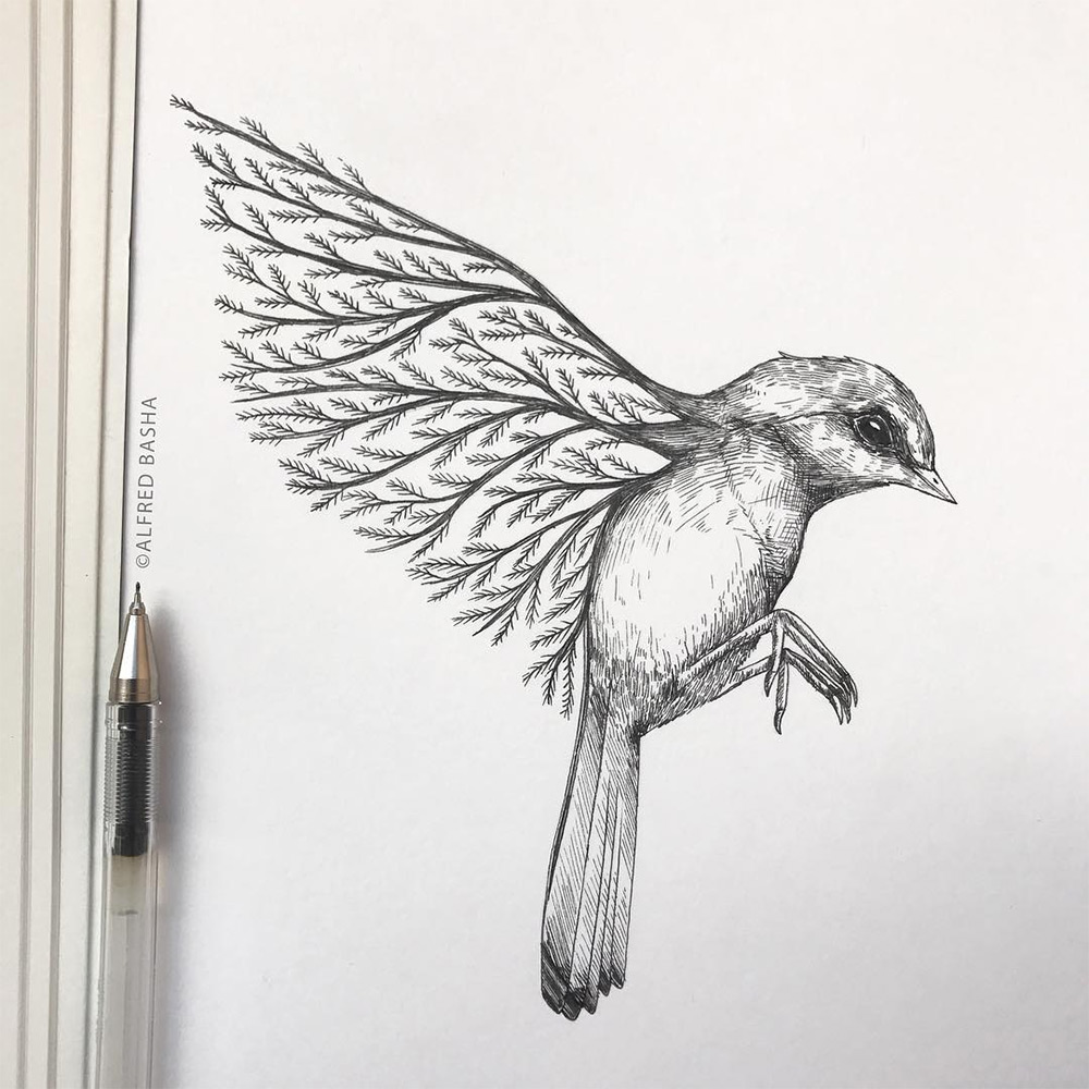 Срисовки красивых птиц. Альфред баша (Alfred Basha) рисунки птиц. Птица карандашом. Птицы для срисовки. Картинки птиц карандашом.