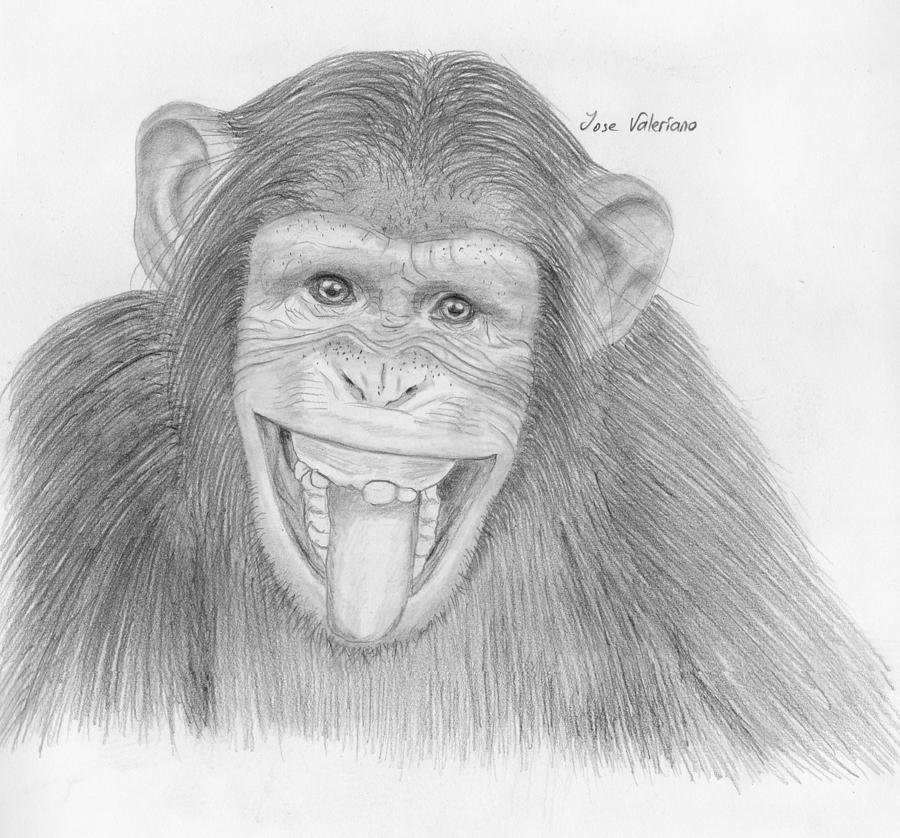 Рисунок макаки. Обезьяна рисунок карандашом. Мартышка рисунок карандашом. Обезьяна для срисовки. Нарисовать обезьяну карандашом.