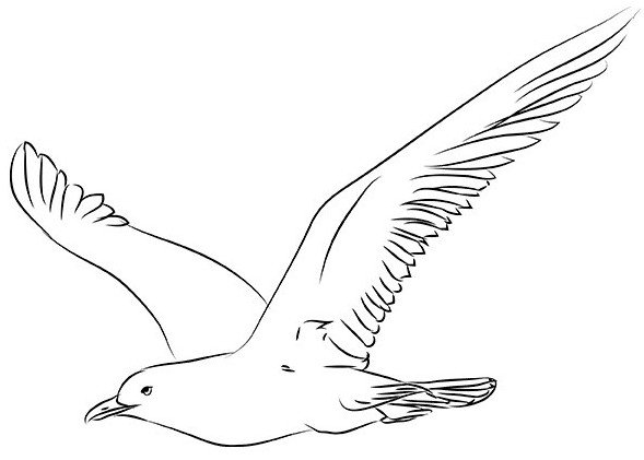 Идеи для срисовки красивая чайка (89 фото)