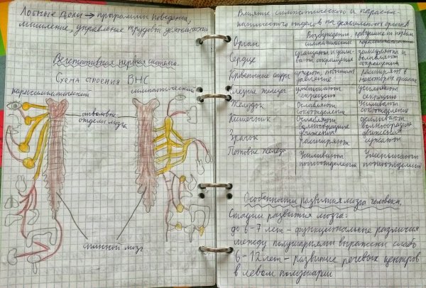 Идеи для срисовки красивые конспекты по анатомии на русском (90 фото)