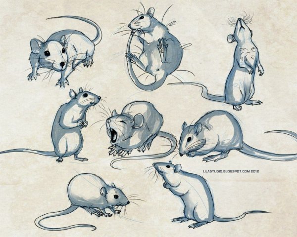 Идеи для срисовки красивые крыс (90 фото)