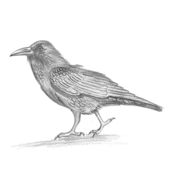 Идеи для срисовки ворона красивый (90 фото)