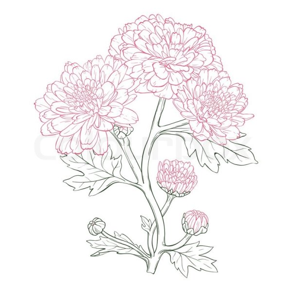Идеи для срисовки хризантемы красивые (90 фото)