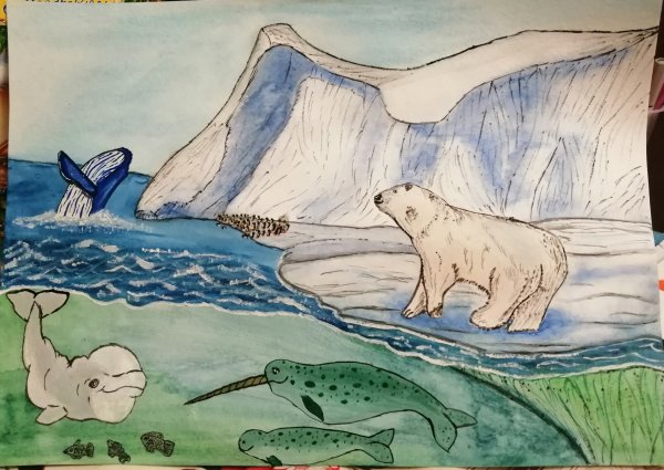 Животные Арктики рисование в подготовительной группе