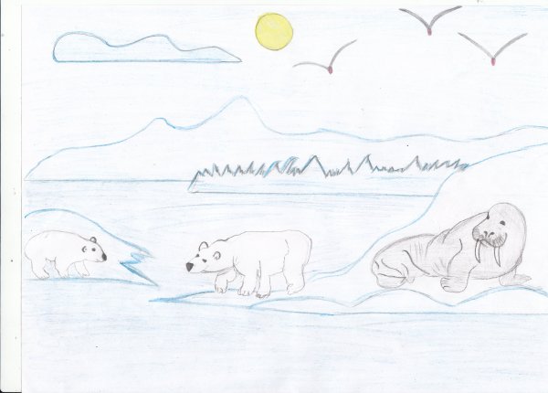 Рисование арктических животных