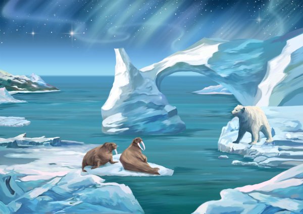Животный мир мир Арктика