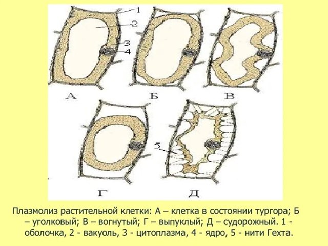 Колпачковый плазмолиз элодеи