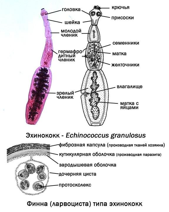 Строение личинки альвеококка