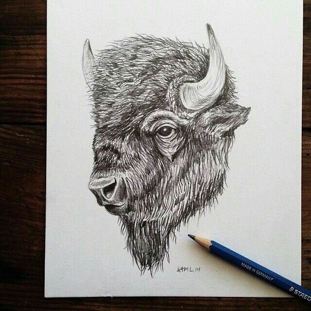 Нарисовать зубра