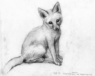 Корсак рисунок