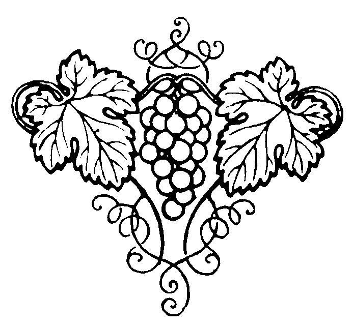 Виноградная лоза прорись