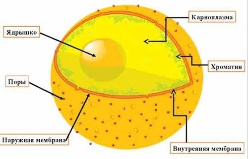 Строение ядра клетки рисунок