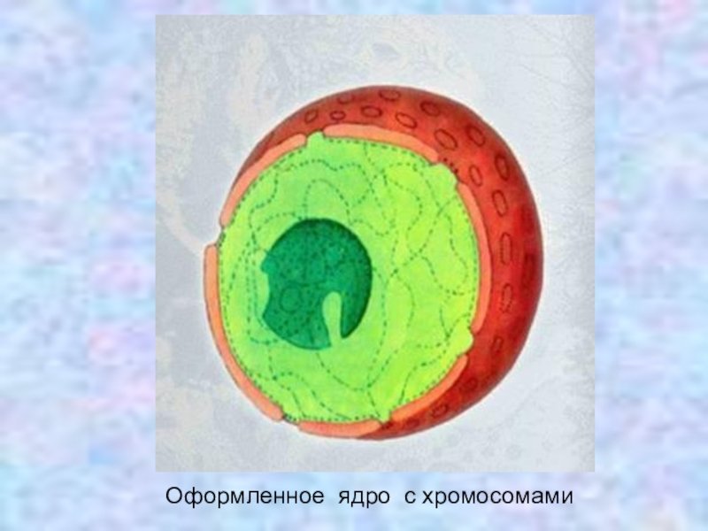Изображение ядра клетки
