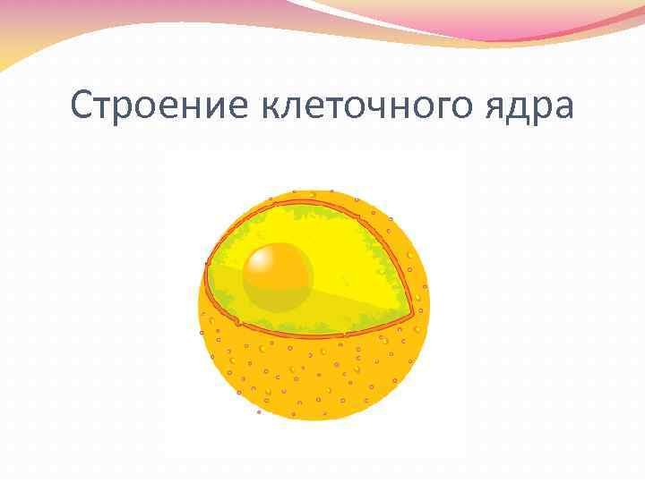 Строение ядра рисунок без подписей