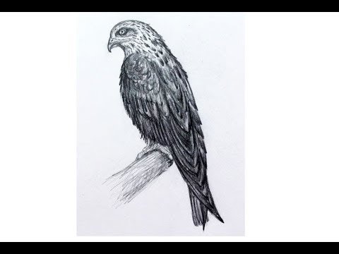 Коршун рисунок карандашом