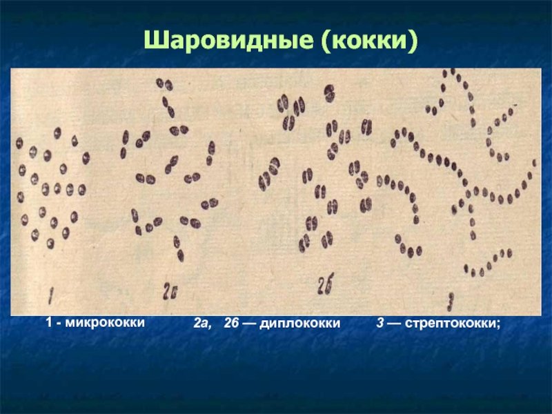 Стрептококки диплококки