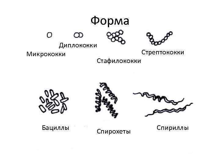Диплококки форма бактерии