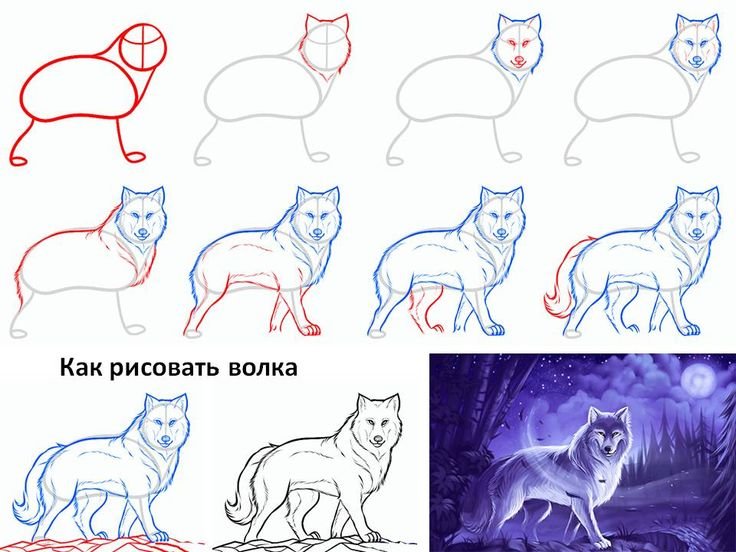 Схема рисования волка
