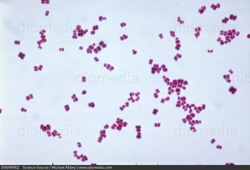 Бактерия Micrococcus luteus