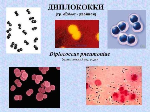 Микрококки