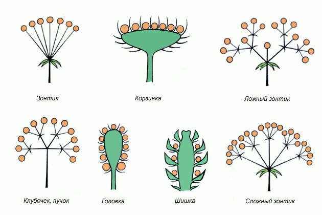 Кистевидная корзинка схема соцветия
