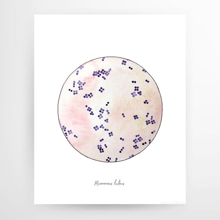 Micrococcus luteus под микроскопом