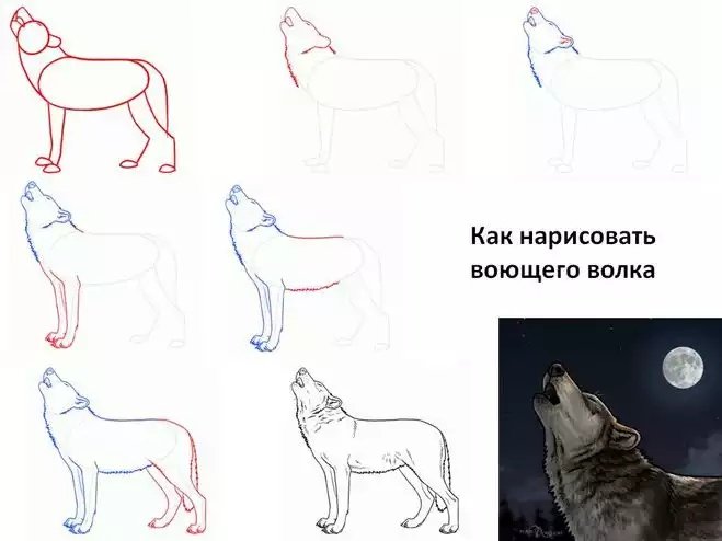 Пошаговое рисование волка