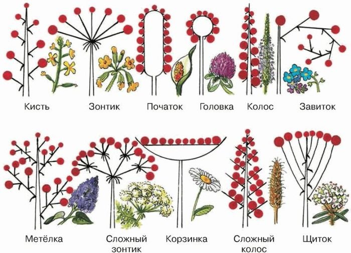 Соцветия 6 класс биология