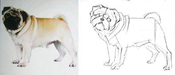 Рисование набросков мопсика