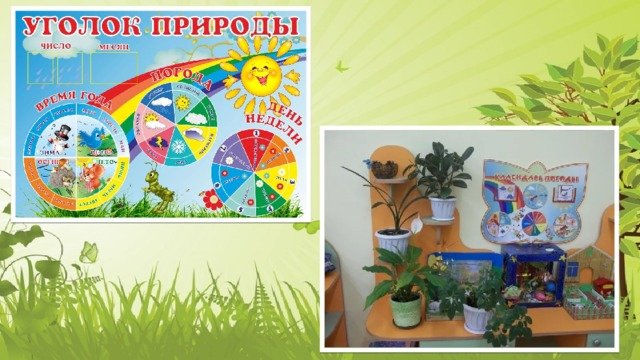 Уголок природы в средней группе
