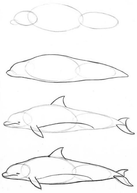 Дельфин рисунок карандашом