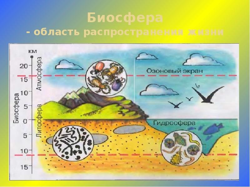 Биосфера рисунок