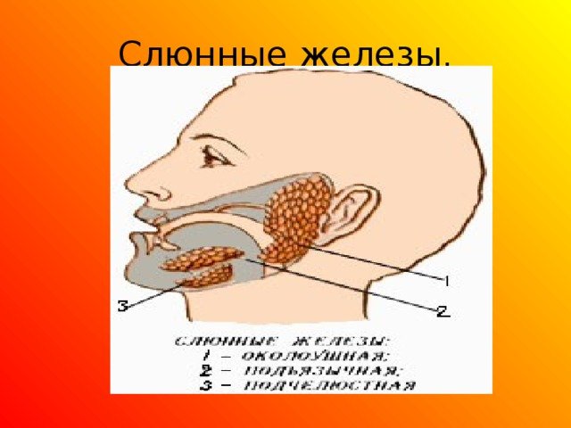 Строение ротовой полости слюнные железы