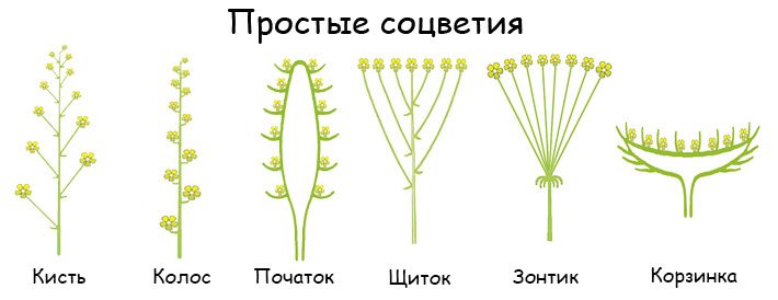 Типы соцветий