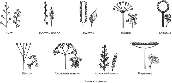 Соцветие кистевидная корзинка рисунок