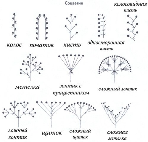 Схемы типов соцветий покрытосеменных растений
