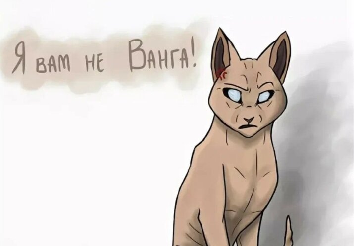 Коты Воители приколы