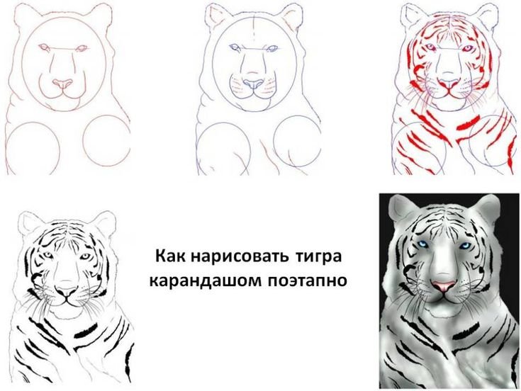 Поэтапное рисование тигра карандашом