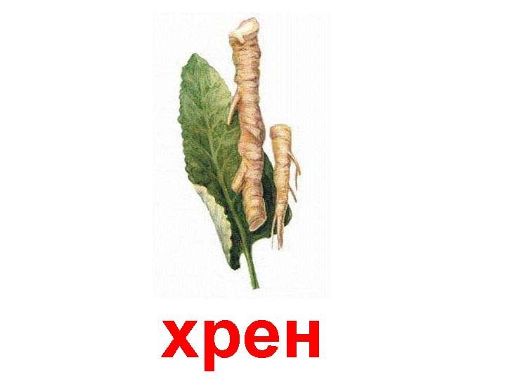 Хрен рисунок